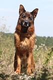 BERGER ALLEMAND 160